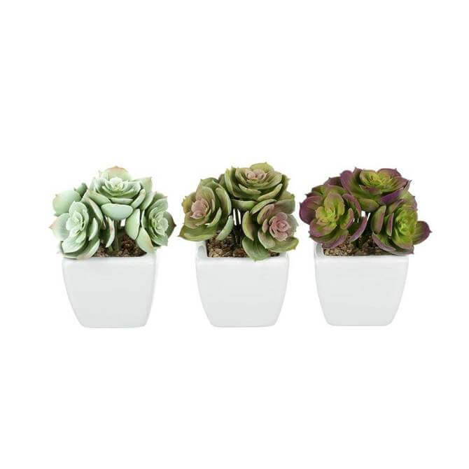 Parlane Echeveria Potted Assorted